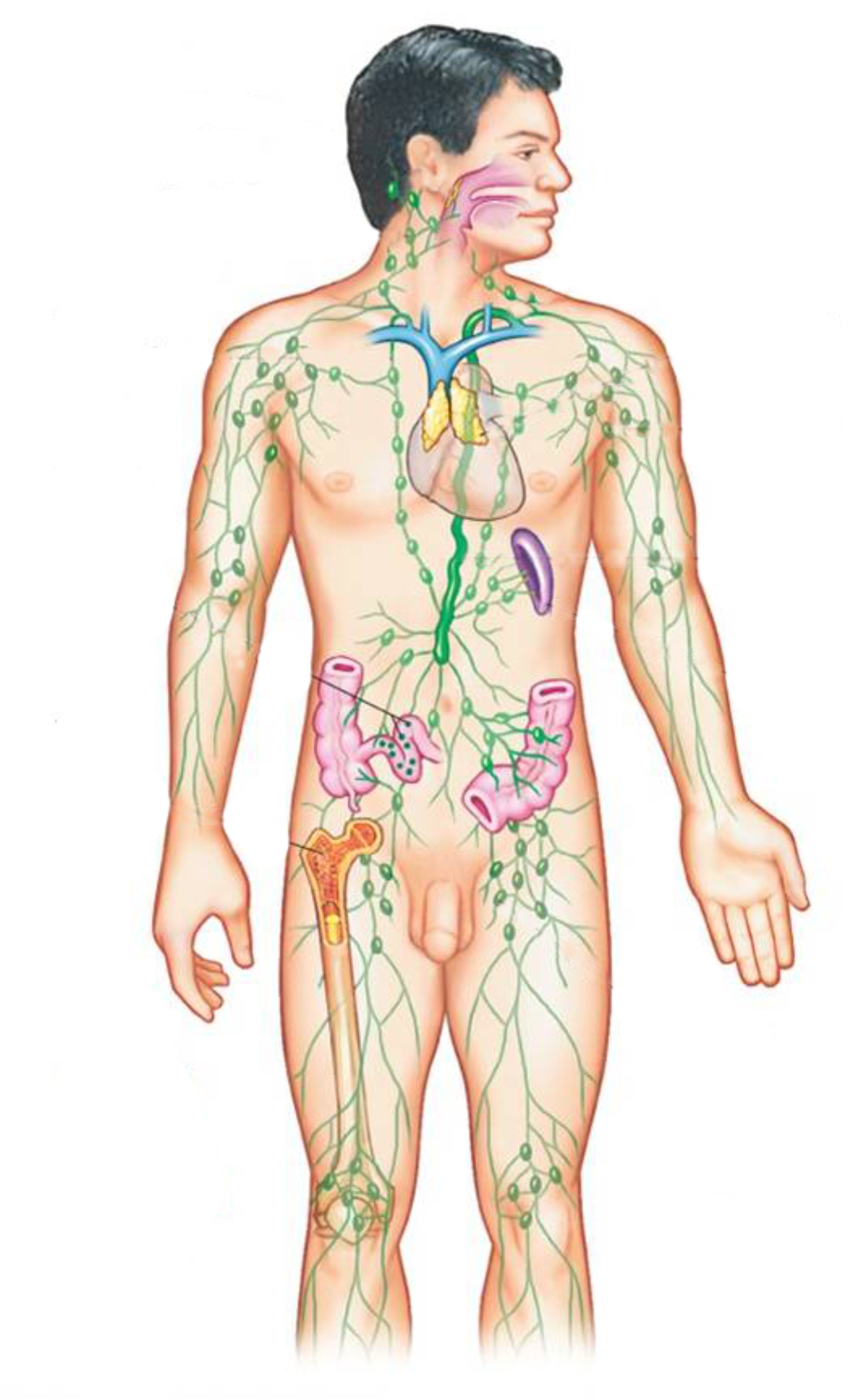 В каком месте лимфоузлы. Лимфоузлы расположение в организме. Лимфы узлы на теле человека. Лимфатические узлы расположение в организме. Торакальные лимфоузлы расположение.