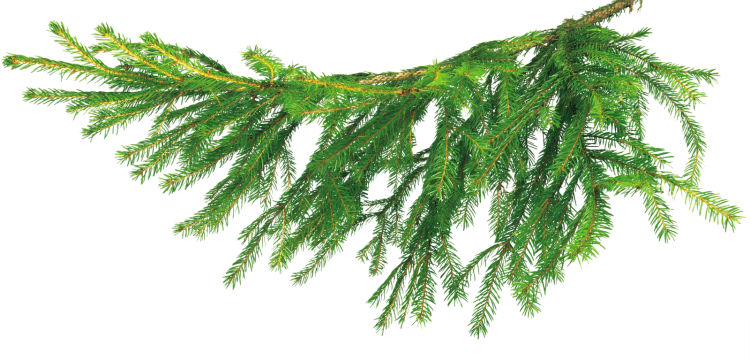 Еловая лапа