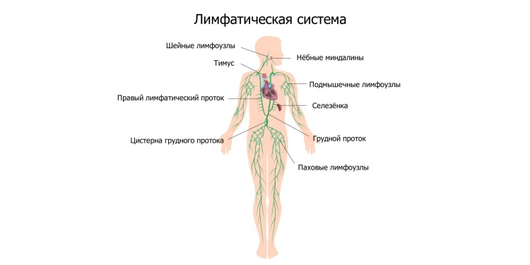 Паховые лимфоузлы расположение схема