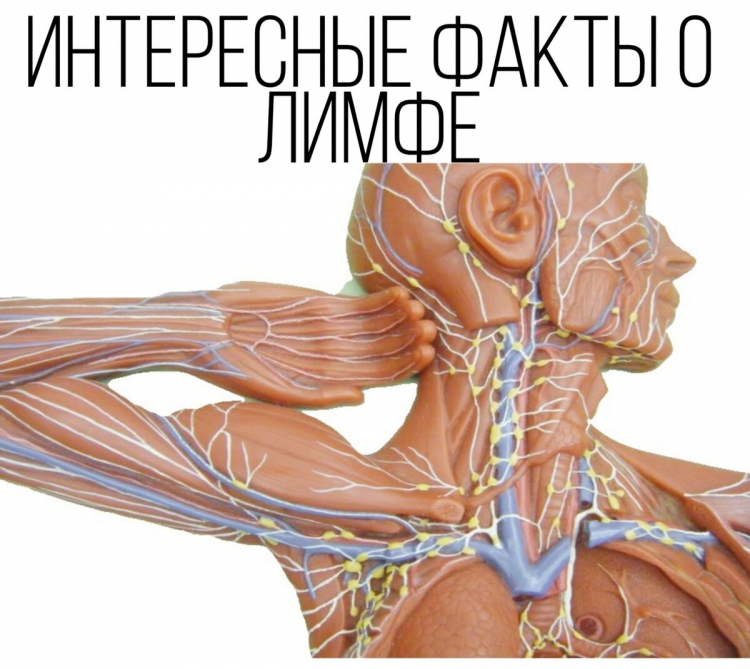 Лимфа человека анатомия