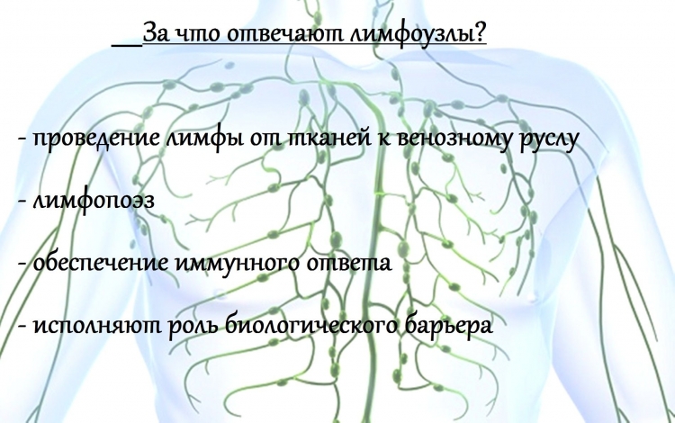 Лимфатические узлы на теле человека схема