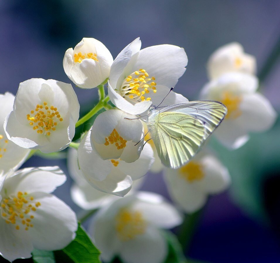 Картинки Весенние цветы (126 фото)
